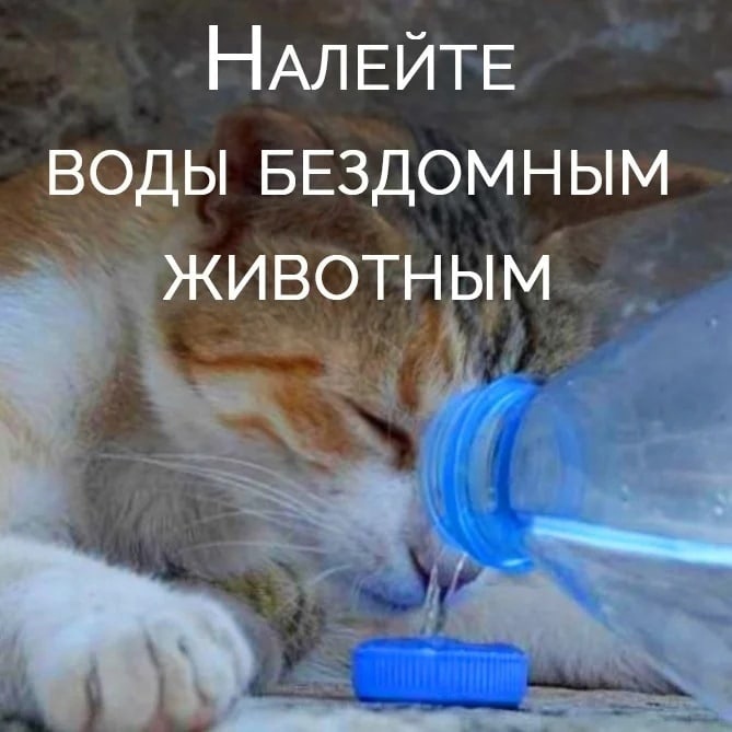 Как защитить домашних животных в жару