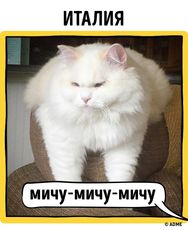 Как подзывают животных в разных странах? - места и названия