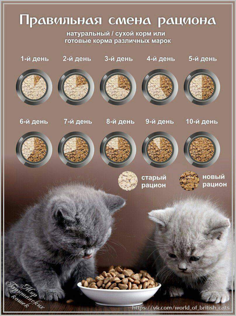 Чем кормить британского котенка с раннего возраста и до полугода