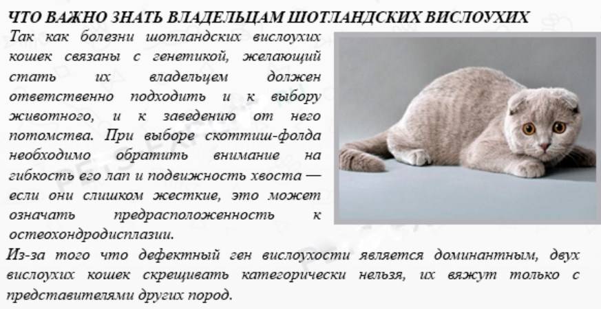 Шотландская вислоухая кошка: описание породы с фото, особенности ухода, стоимость котят