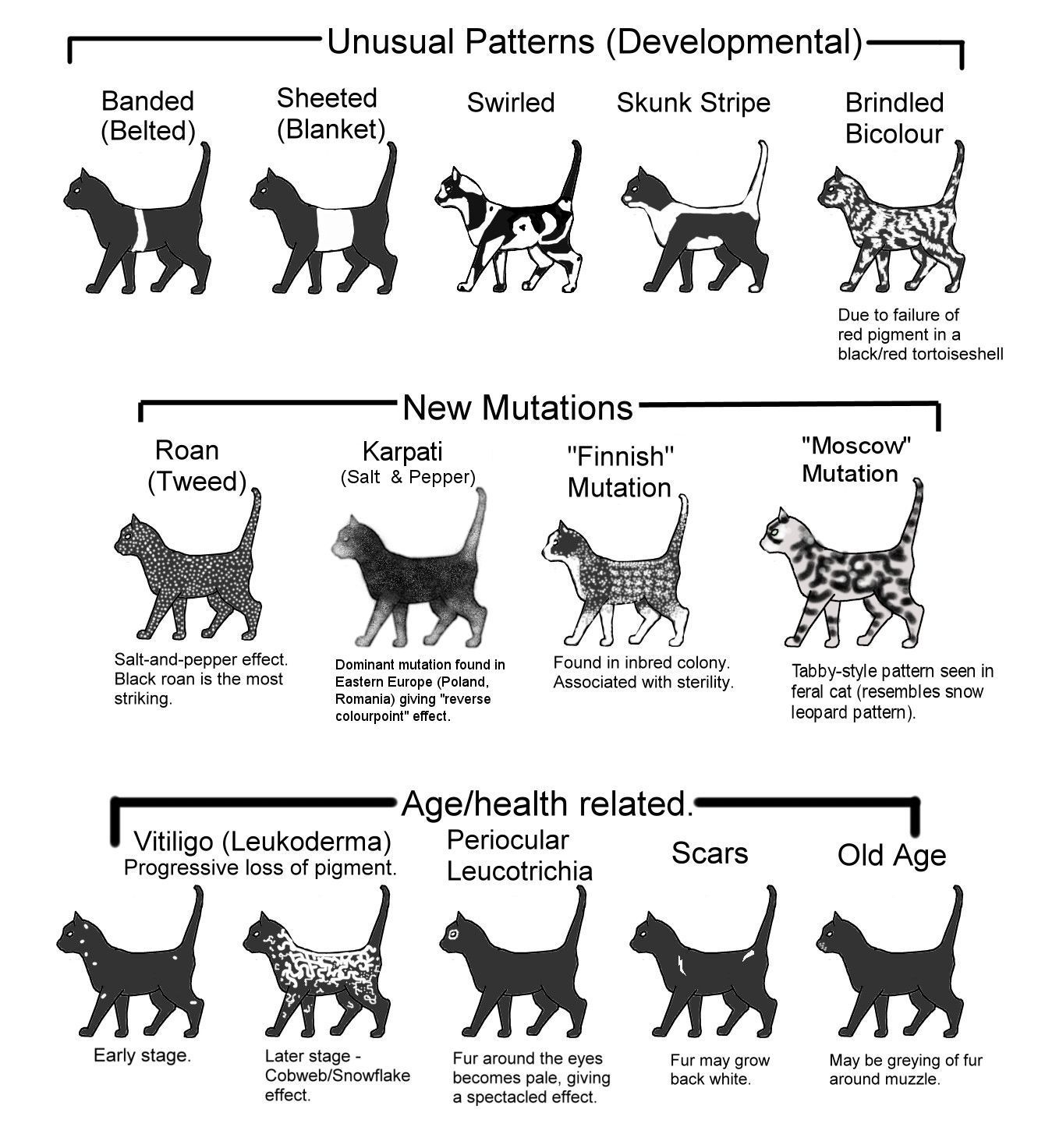 Как определить породу кошки что можно узнать по окрасу и размеру питомца?
