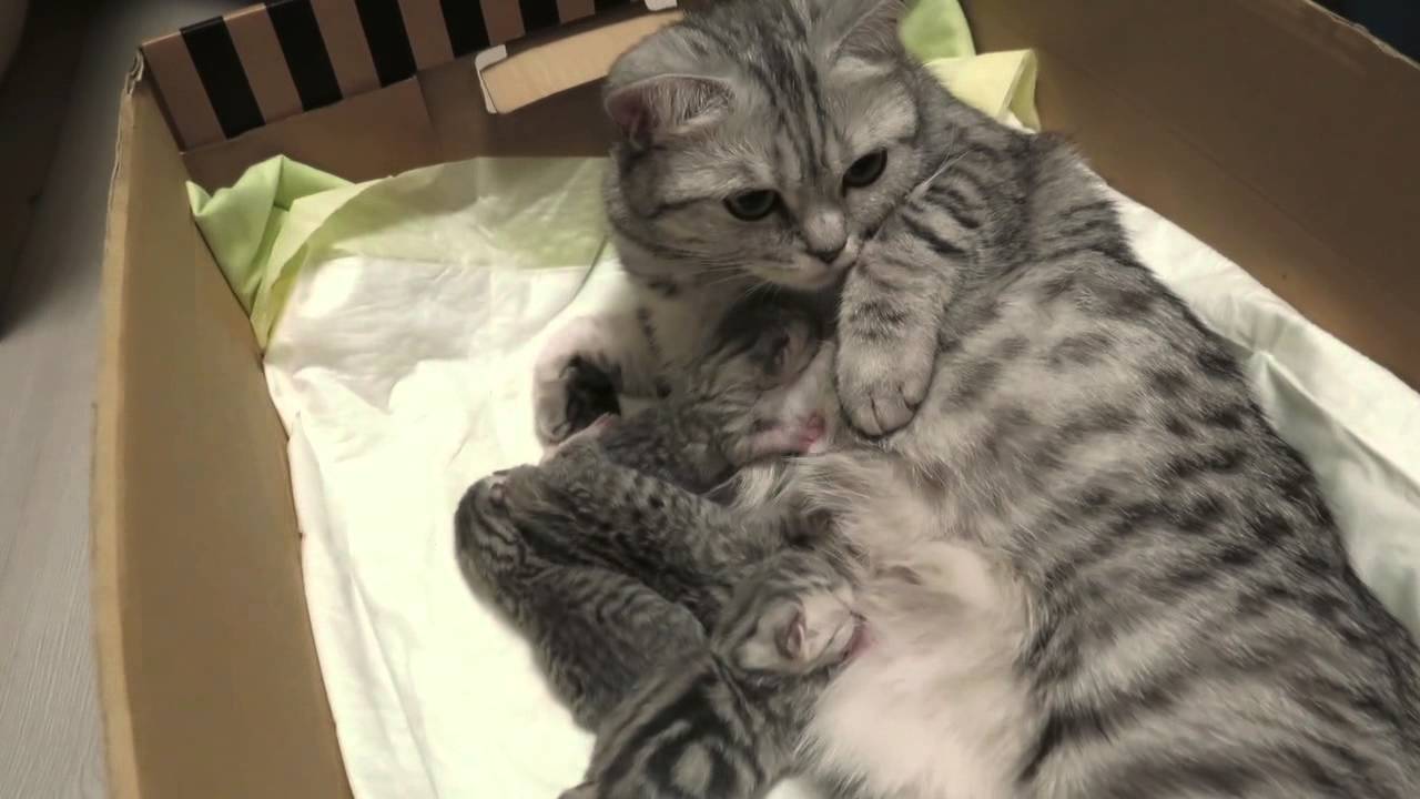 Как узнать, что кошке скоро рожать? поведение +видео