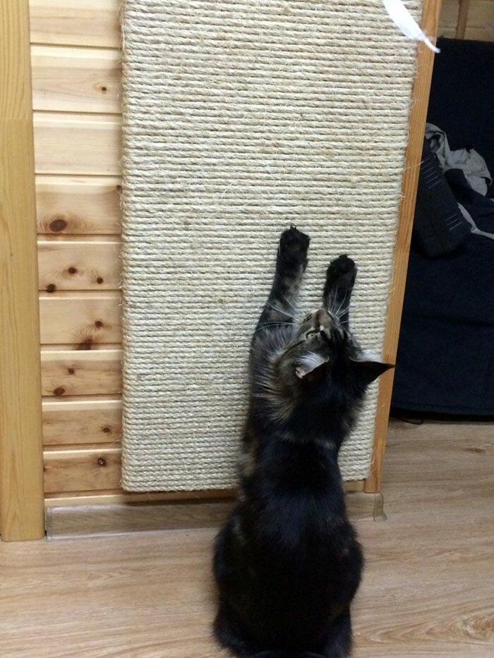 Кошка дерет обои