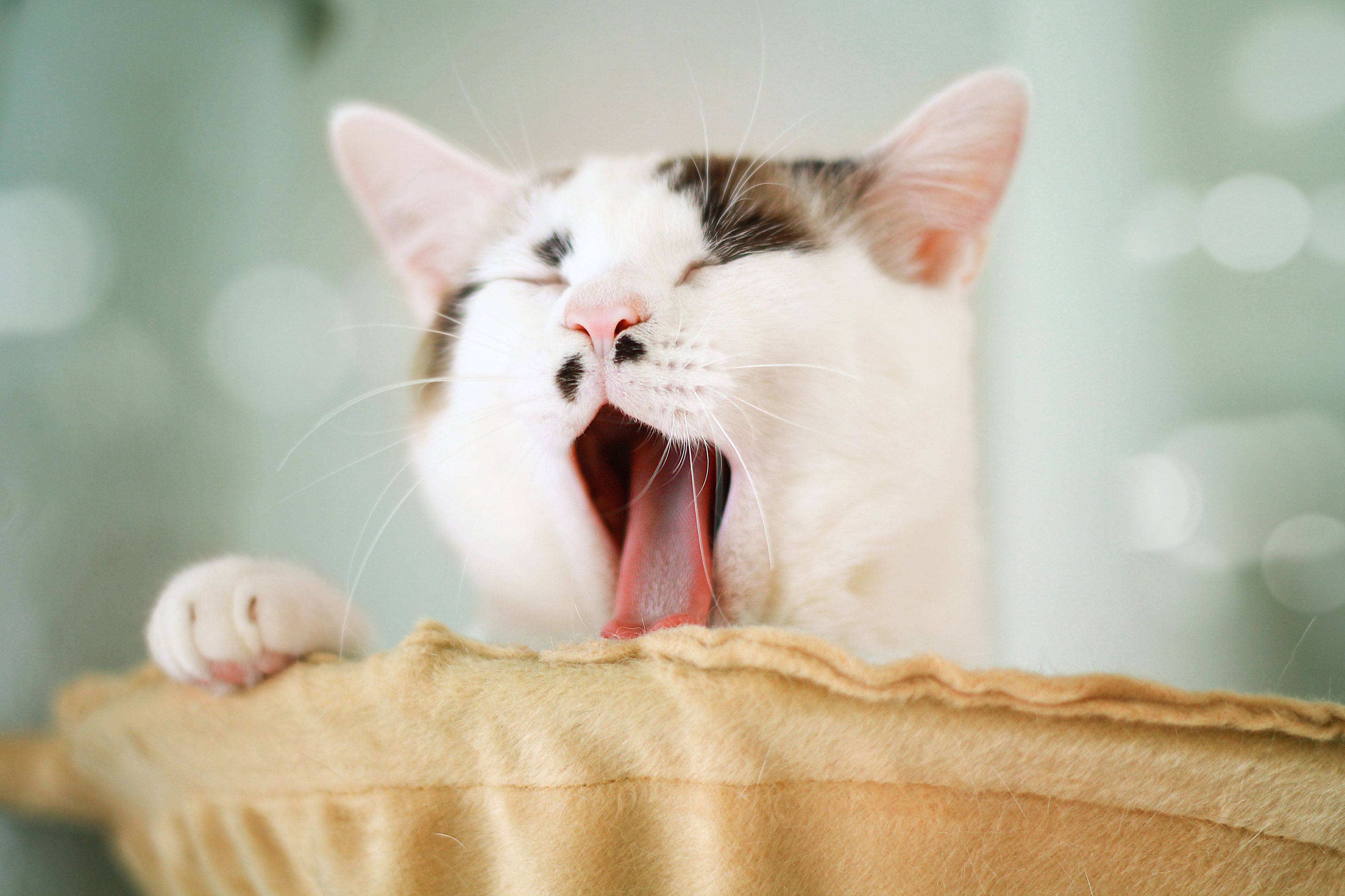 Почему кошки зевают