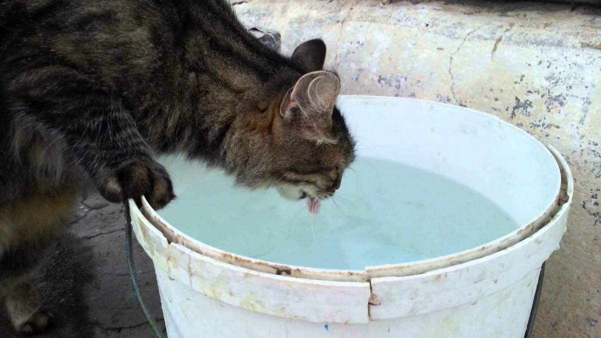 Почему кошка мало пьёт?