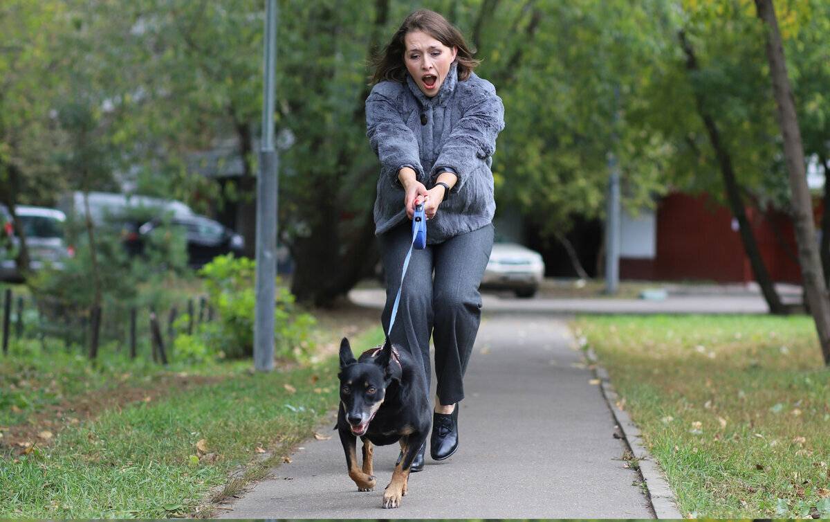 Как отучить собаку тянуть и дёргать поводок на прогулке? | животный мир