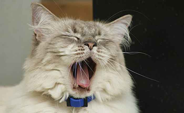Кошка чихает и слезятся глаза: основные причины, чем лечить в домашних условиях