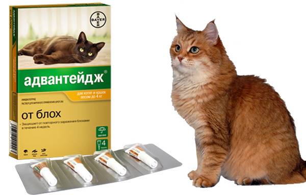Капли адвантейдж на холку для кошек: описание, инструкция по применению, противопоказания и побочные эффекты, аналоги, отзывы
