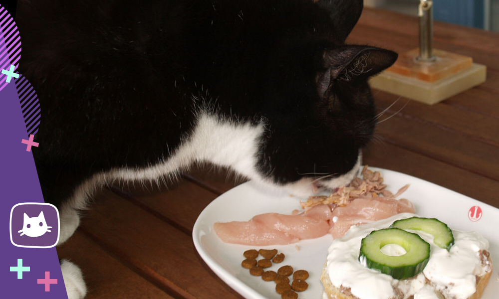 Почему коты любят оливки и маслины, их польза и вред | кот и кошка