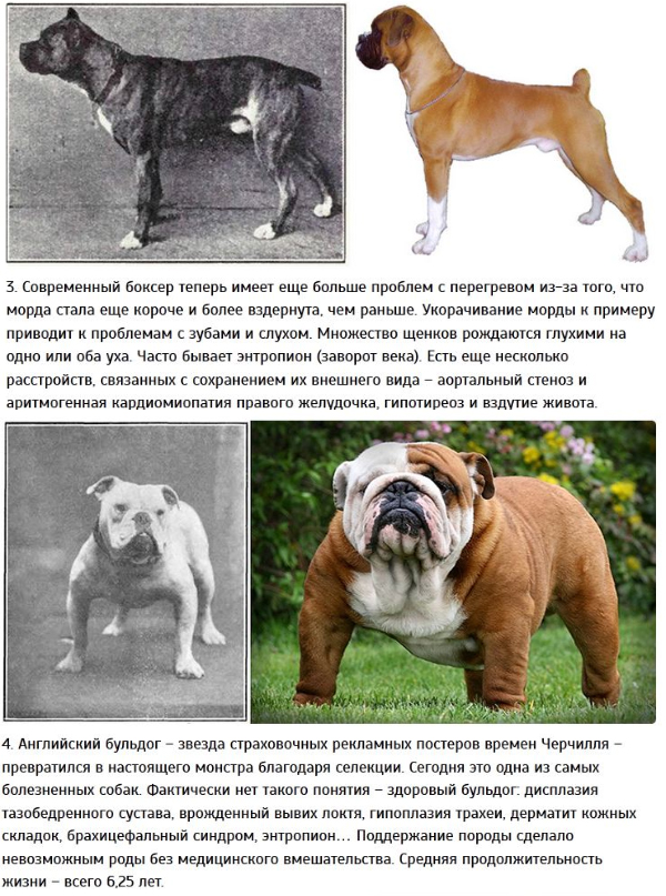 Немецкий боксер - все о породе, фото, описание, характер собаки и отзывы