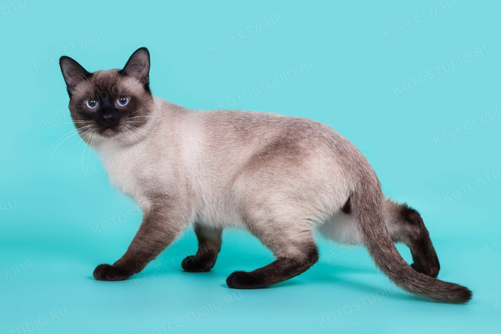 тайская сиамская кошка фото и сколько стоит