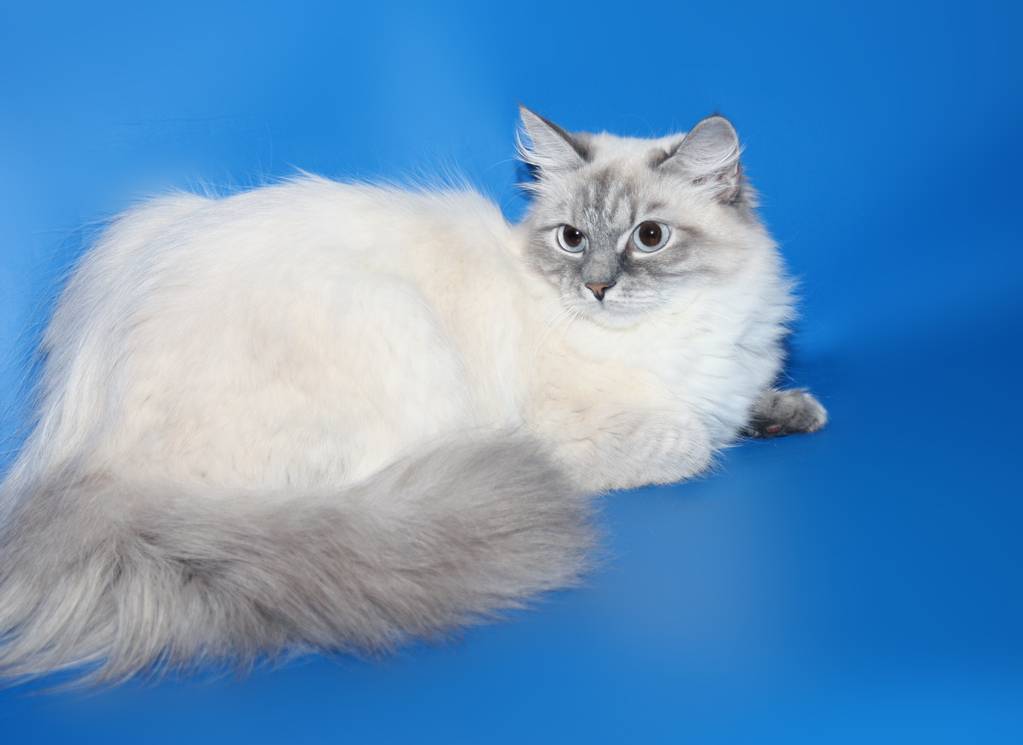 Невская маскарадная кошка: описание породы, характер, уход и содержание, фото