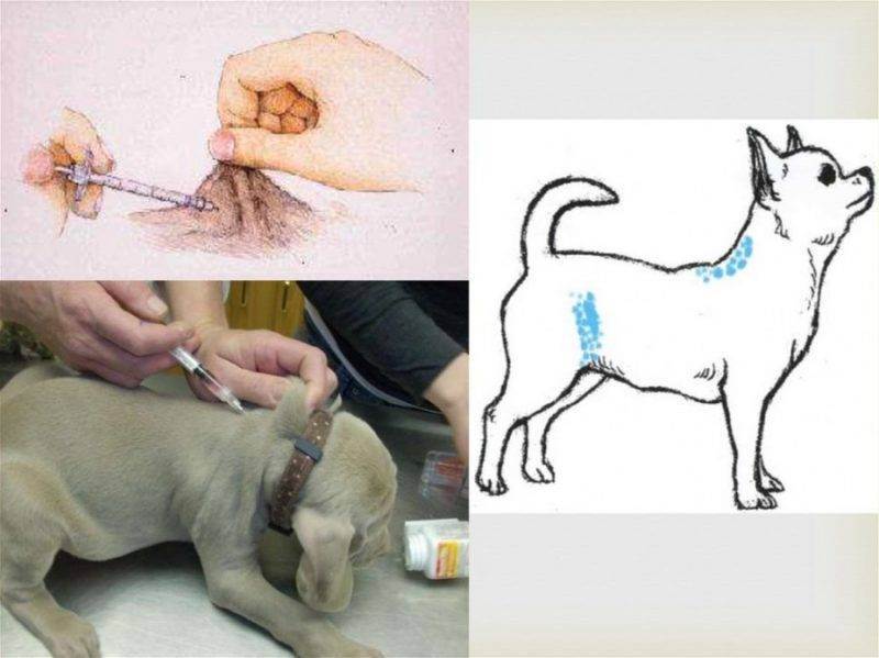 Как сделать укол кошке: пошаговая инструкция по введению подкожных инъекций (115 фото и видео)