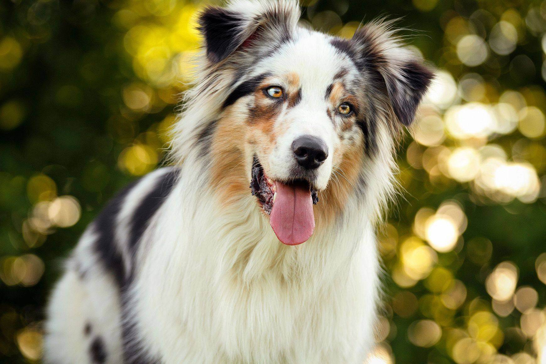 Топ 10 самых умных пород собак в мире: рейтинг на фото