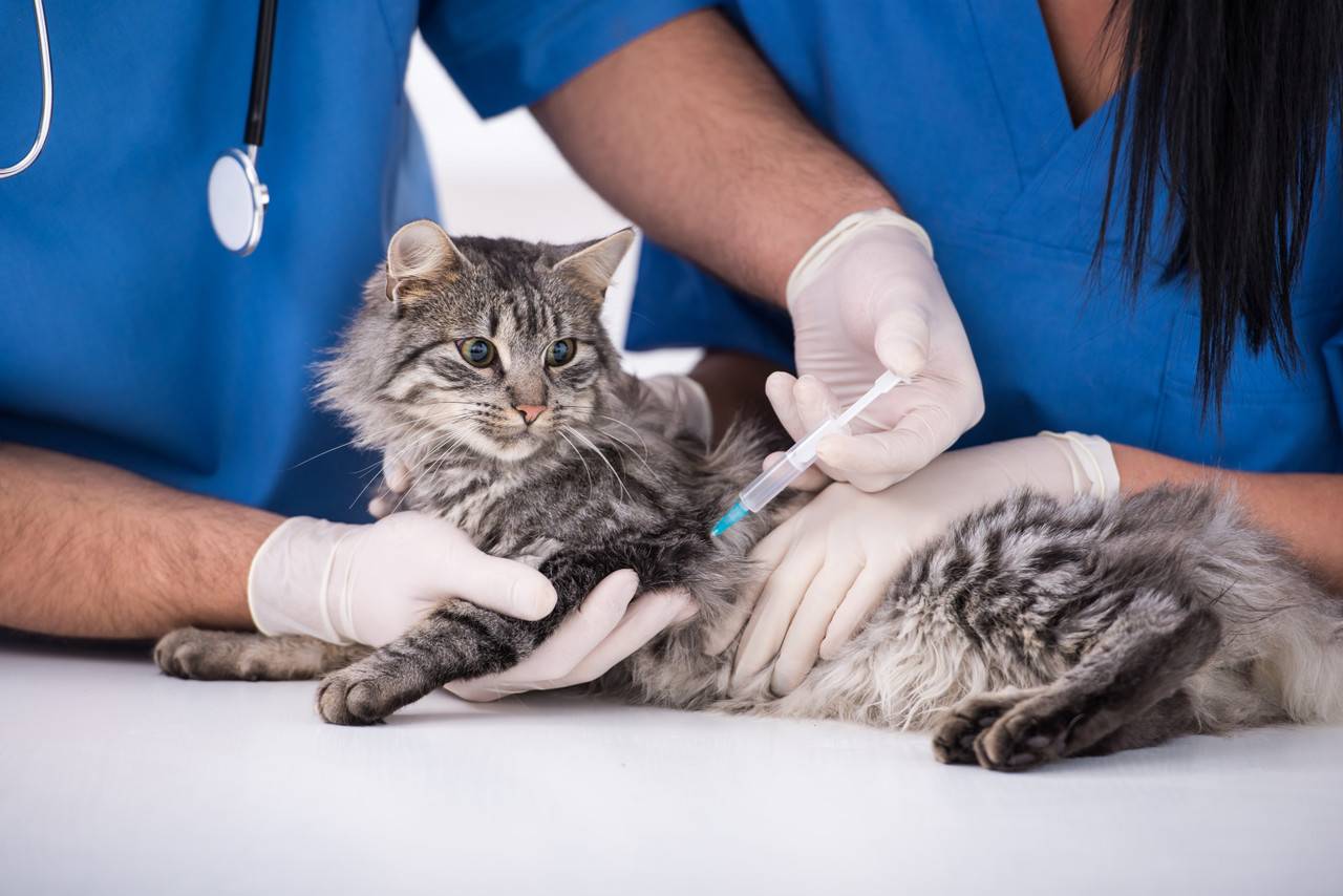 Трихофития и микроспория у кошек: признаки, лечение, профилактика