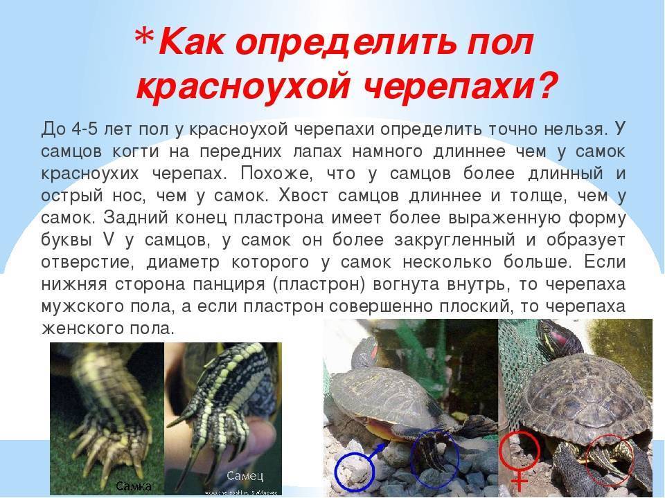 Красноухая черепаха - уход и содержание, чем кормить, болезни