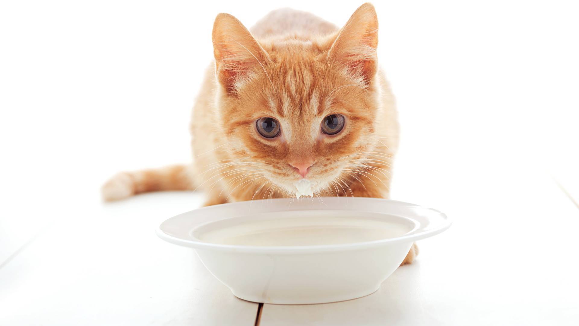 Чем кормить кошку или котенка при поносе, какую диету соблюдать