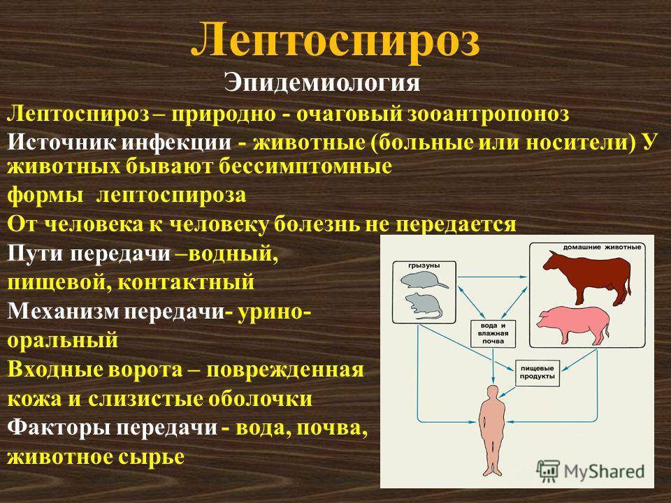 Лептоспироз - статьи о ветеринарии «свой доктор»