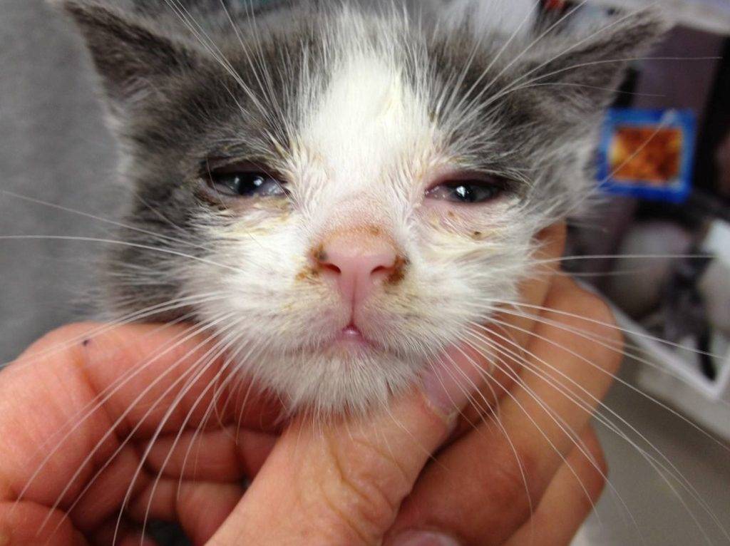 У кошки слезятся глаза коричневые выделения лечение