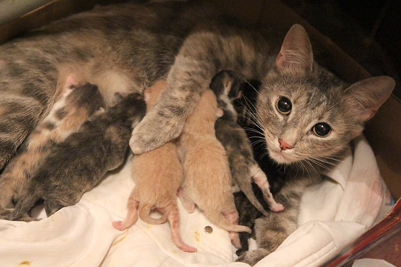 Как выкормить новорожденного котенка: 15 шагов