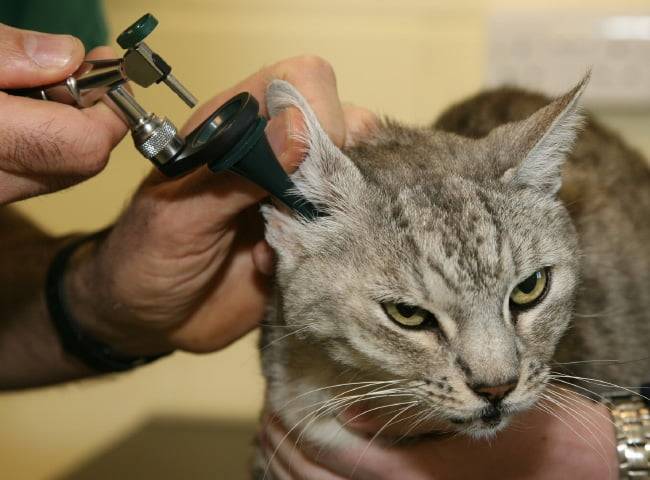 Как почистить уши котенку в домашних условиях: правила проведения процедуры, применяемые средства