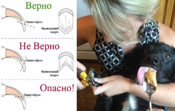 Как обрезать когти собаке в домашних условиях с помощью кусачек, когтереза, гильотины
