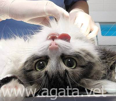Как стерилизуют кошек