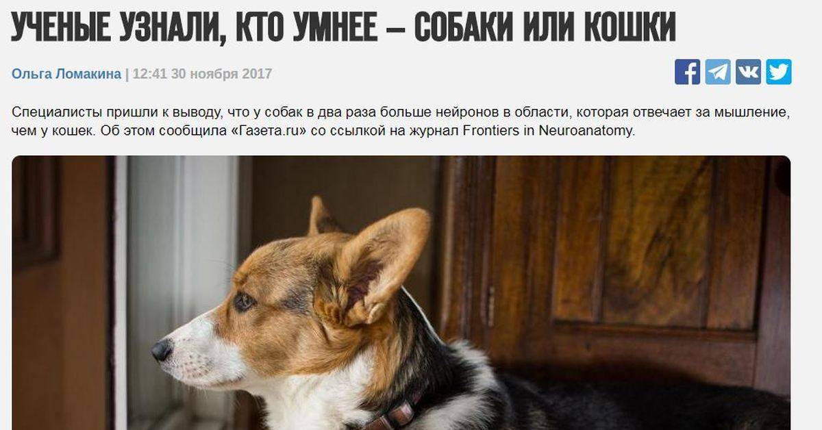 Кто умнее - кошка или собака? :: syl.ru