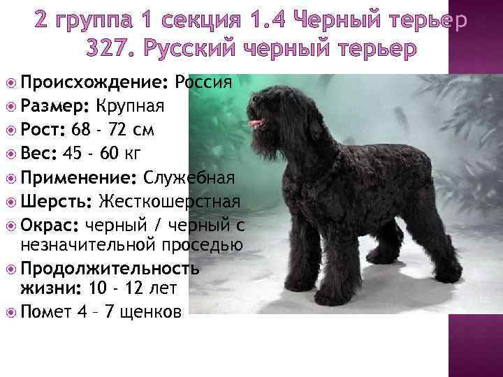 Русский черный терьер или «собака сталина»: фото и описание породы