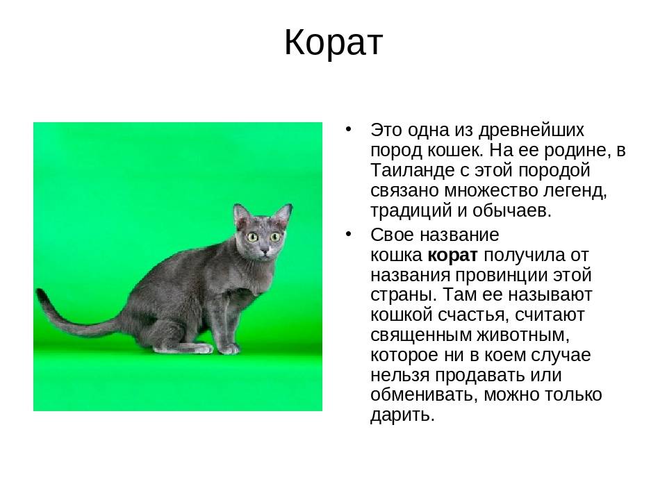 Эльф: описание породы кошек, фото, стандарты, история происхождения, уход и питание