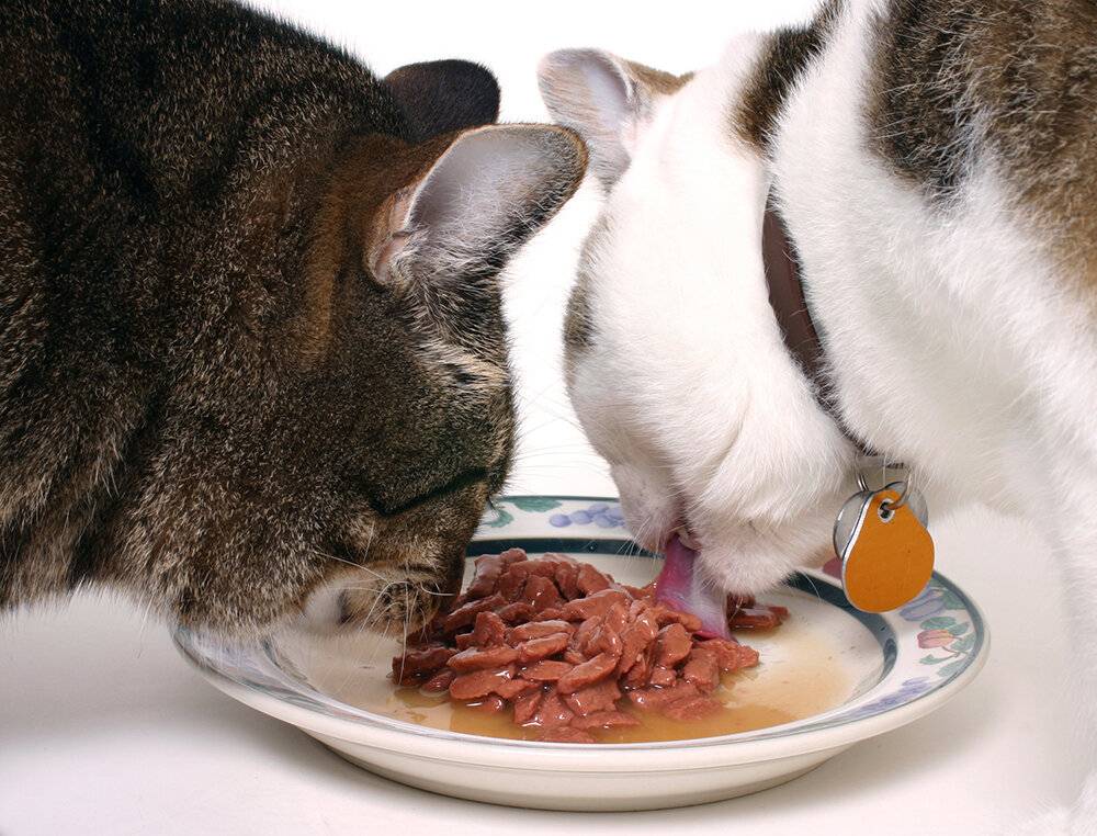 Варианты кормления кошки: сухой и влажный корм вместе, с натуральной едой, и другие