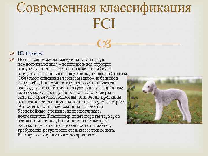 Служебные породы собак с фотографиями и названиями | petguru