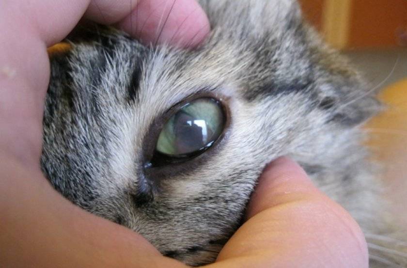 У кошки слезятся глаза