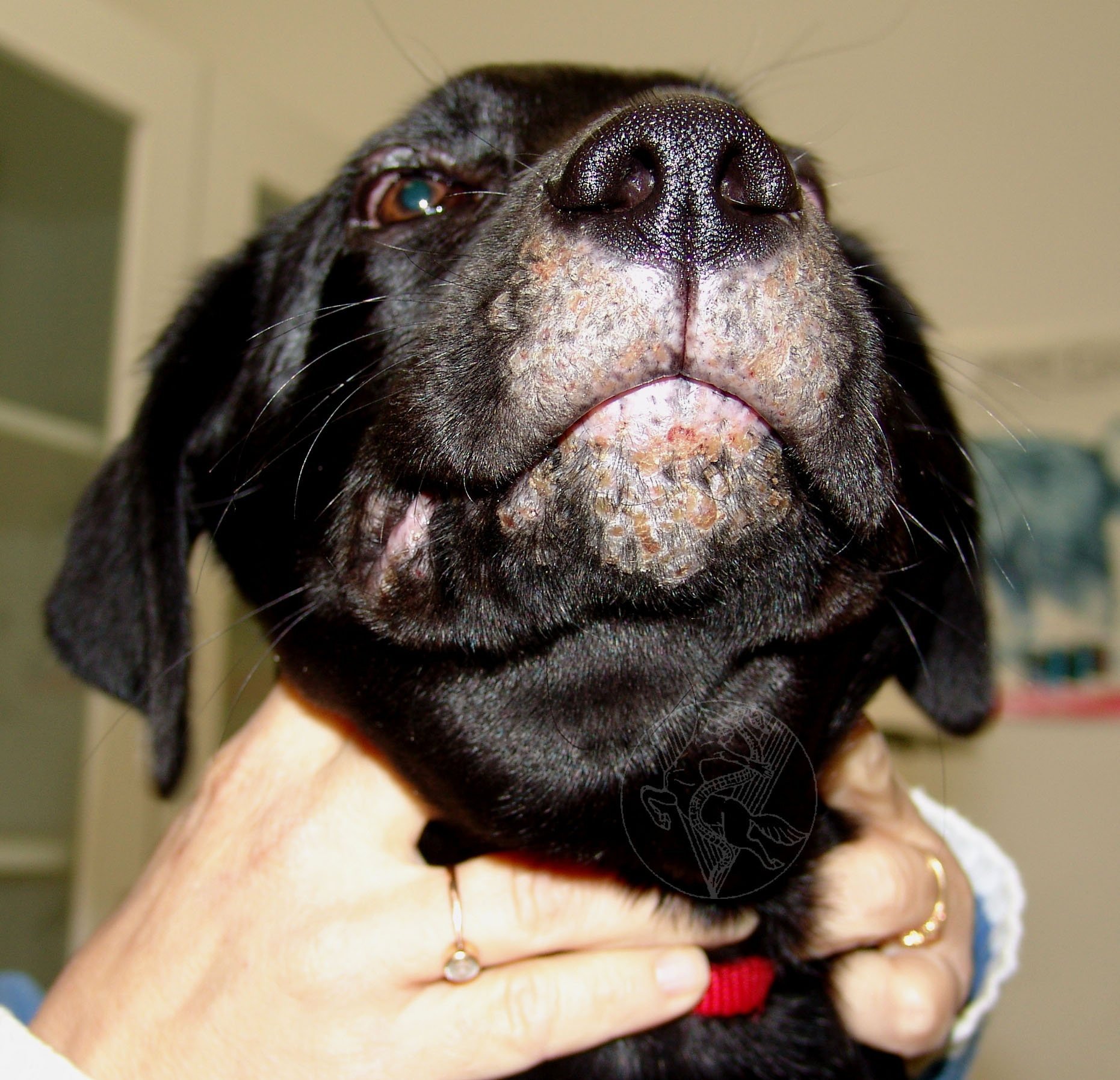 Дерматит у собак: симптомы, лечение, фото
дерматит у собак: симптомы, лечение, фото