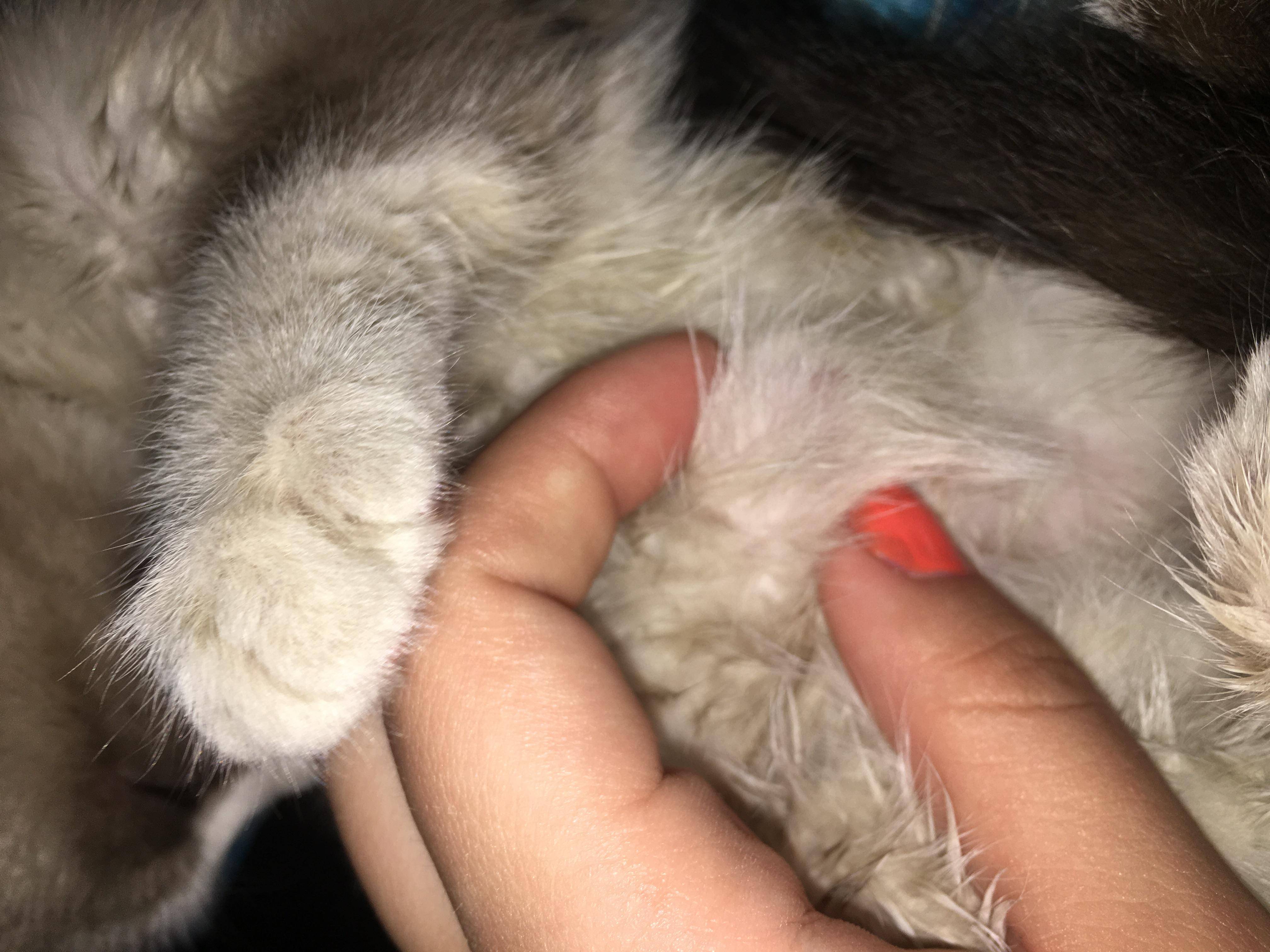 Опухоль молочной железы у кошки: признаки, лечение, причины