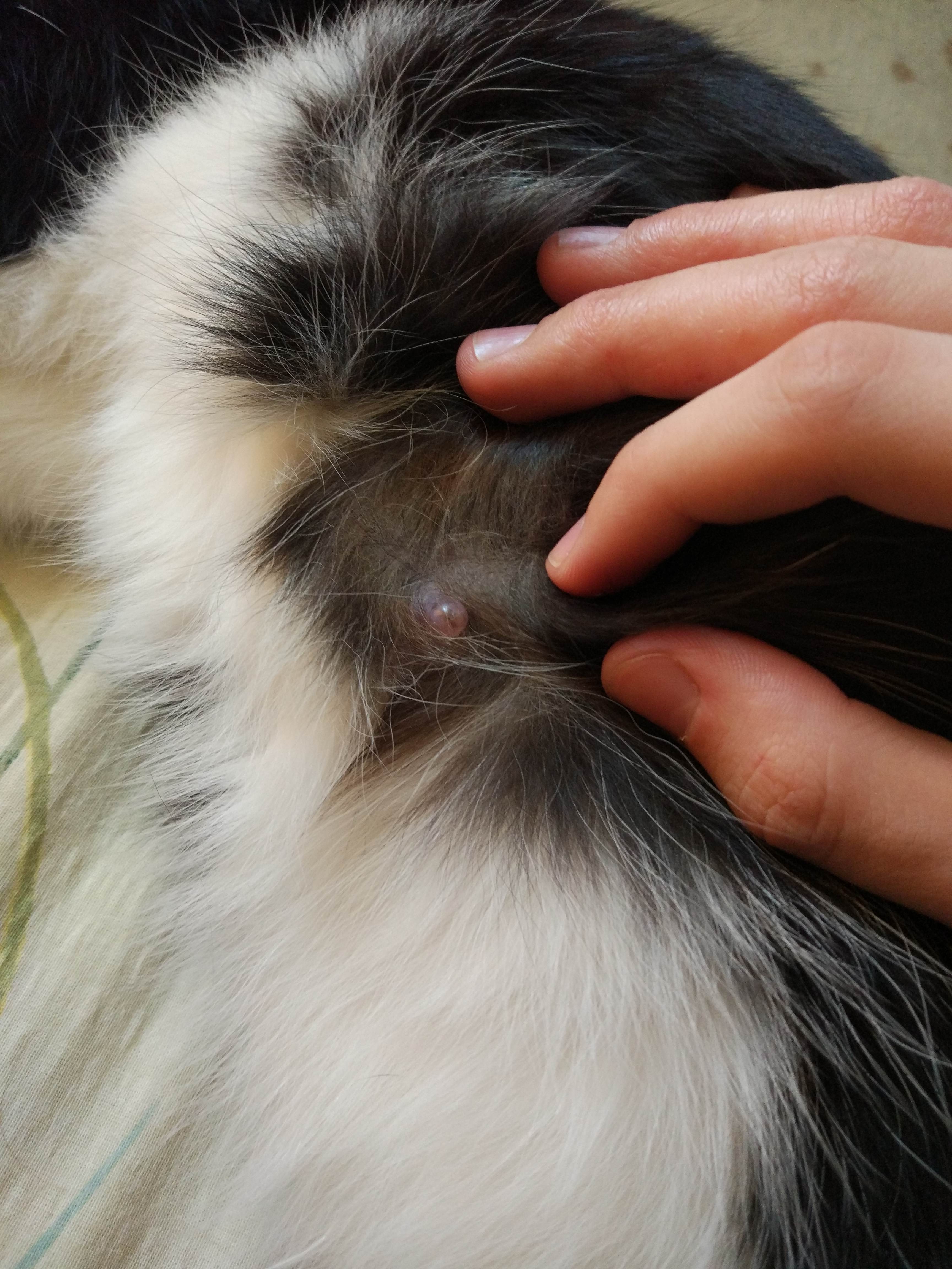 Болячки на шее у кошки - причины патологии