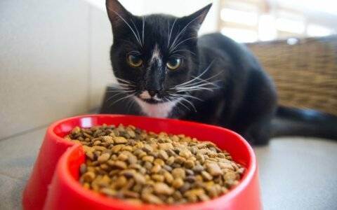 Вредная и полезная еда для кошек. что нужно исключить из кошачьего меню?