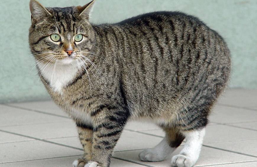 Усатые-полосатые: домашние коты с окрасом табби