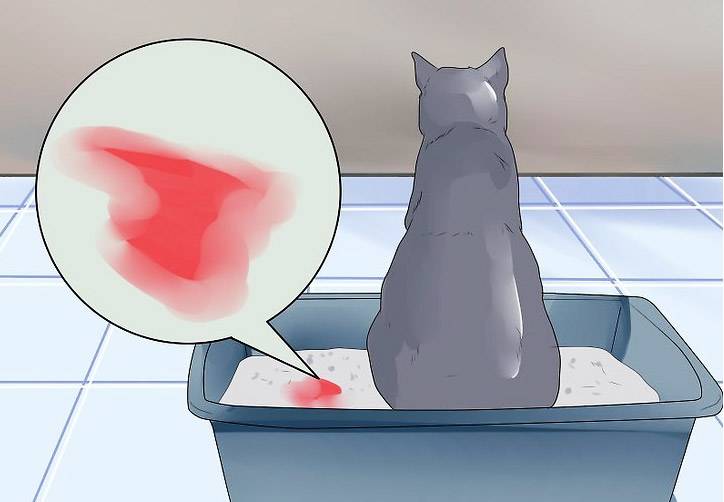Воспаление мочевого пузыря (цистит) у кота симптомы и методы лечения