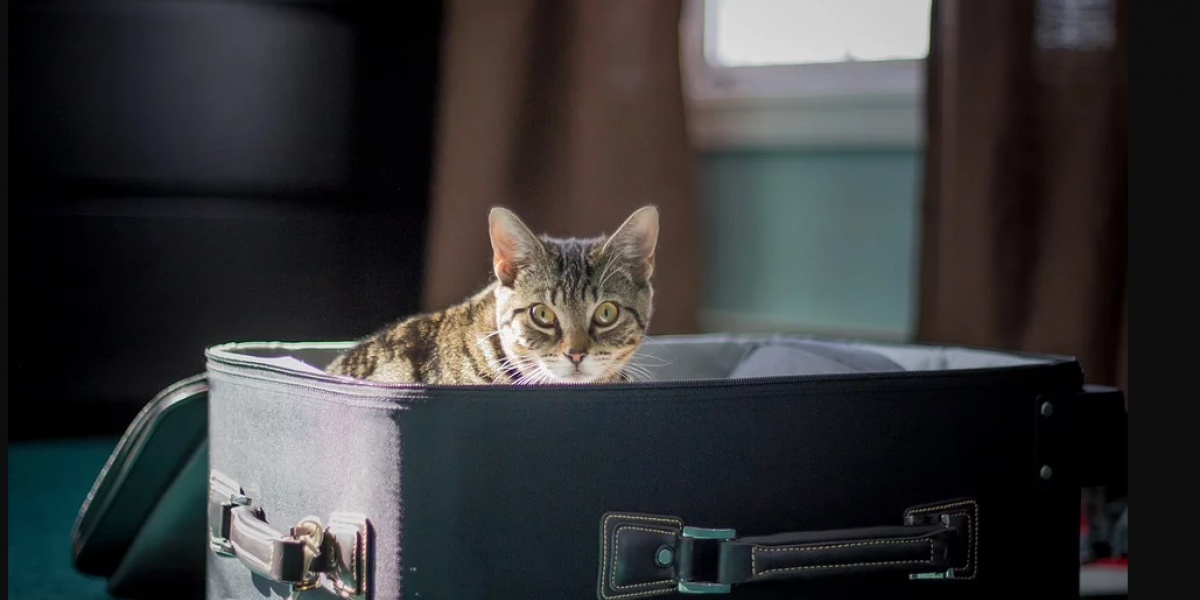 Как перевозить кошку в машине? | все про путешествия с животными