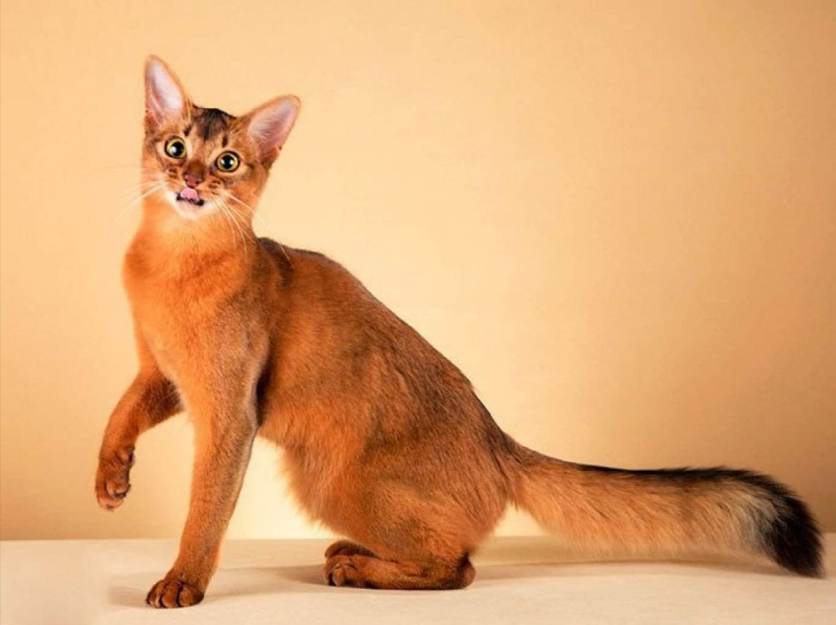 Сомалийская кошка (фото): настоящий член семьи