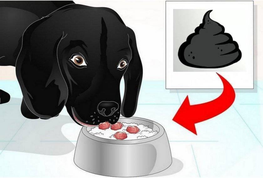 У щенка понос с кровью и рвота: причины и лечение энтерита
