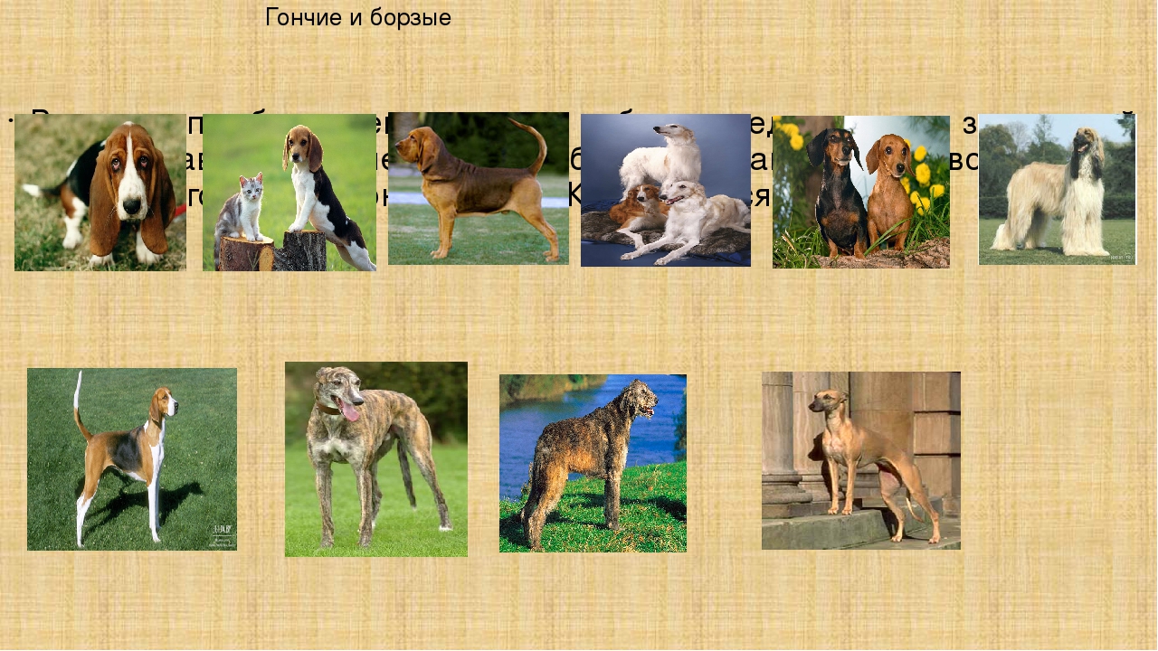 Охотничьи породы собак. описания, названия и виды охотничьих собак | живность.ру