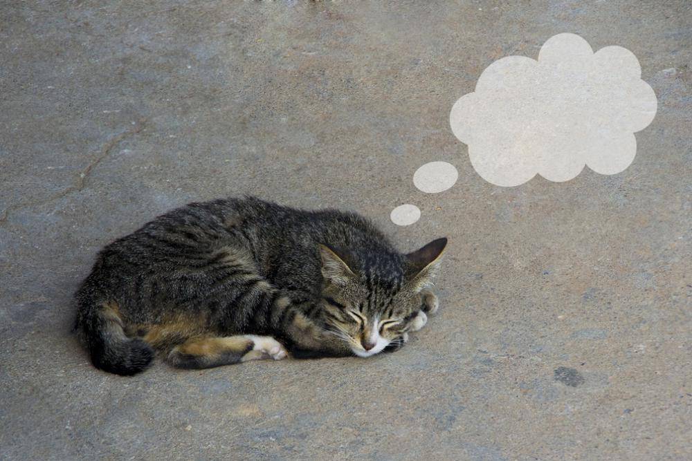Лижет пол. Уличная кошка. Котята уличные спят.