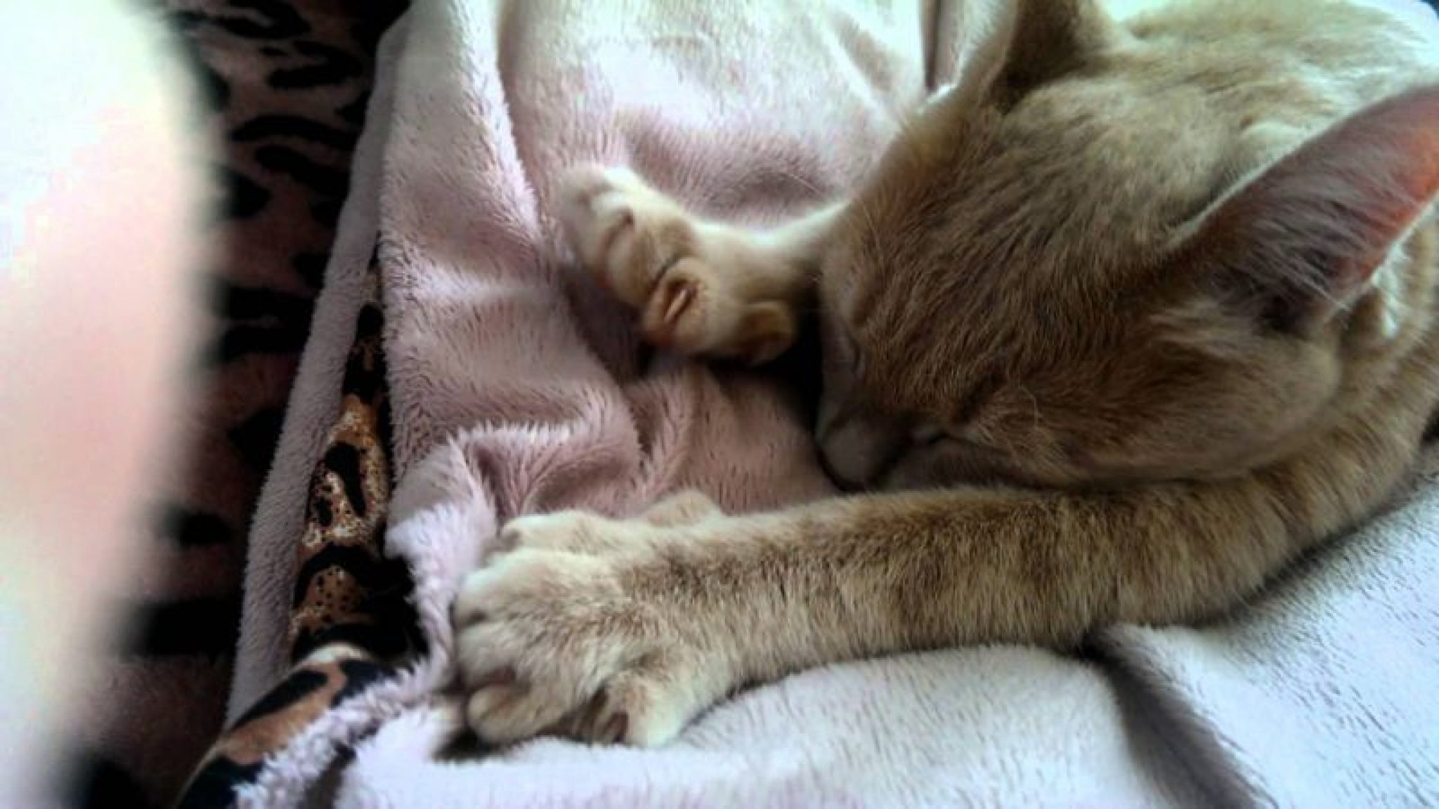 Зачем кошки мнут лапами одеяло?