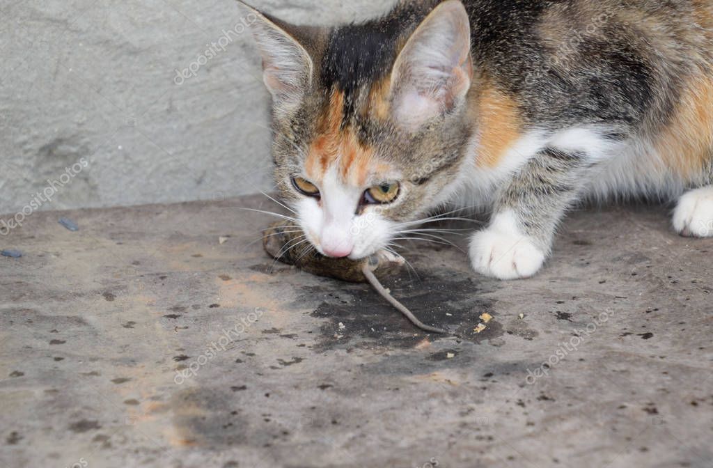 Едят ли мышей кошки и коты. почему кошки едят мышей?