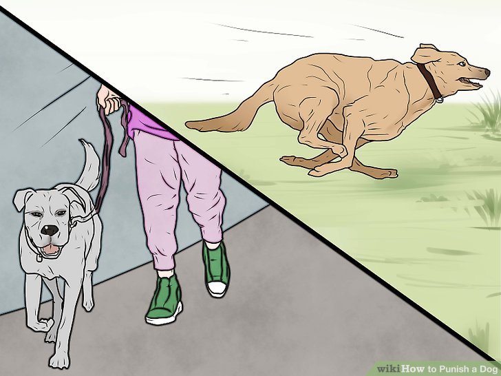 Можно ли наказывать собаку? секрет послушания | dogkind.ru