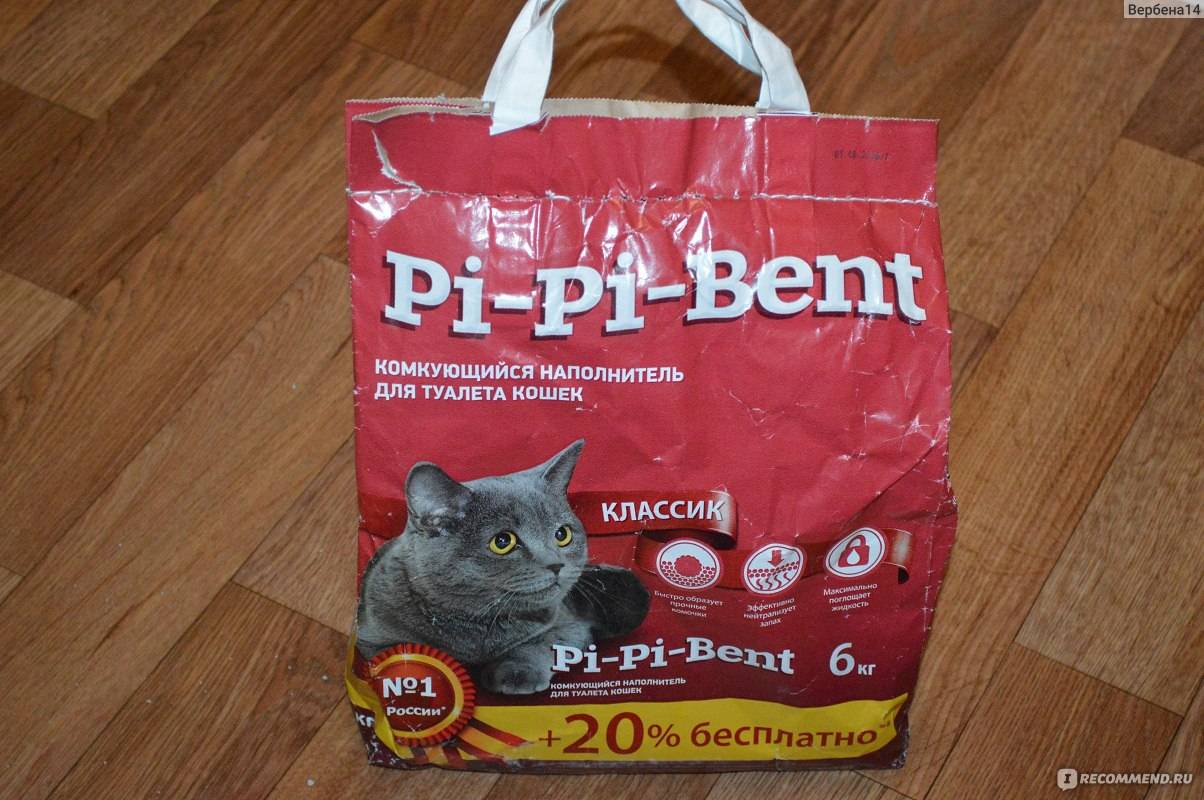 "главное - не ругать!": опытный заводчик рассказал, как приучить котенка к лотку и какой наполнитель лучше всего
