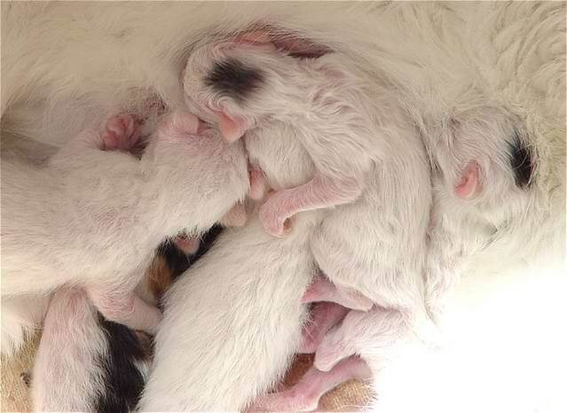 Сонник беременная кошка с котятами. к чему снится беременная кошка с котятами видеть во сне - сонник дома солнца