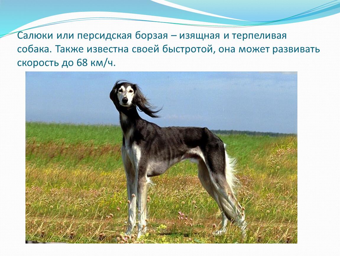 Салюки: порода собак, персидская борзая, фото, характеристики